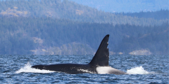 A dorsal fin of T063 Chainsaw breaching the water on a beautiful sunny day.