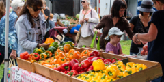 Boxes of perfectly ripe red, yellow, and orange peppers lure people in to a vendor booth on a sunny day.