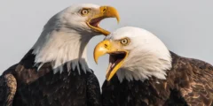 A close-up of two eagles at sunset. Their mouths are open and they look like two old guys having an argument.