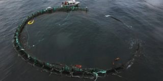 An aerial shot of a round open-net fish farm pen that has broken on one side. All the salmon swam out.