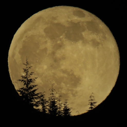 A full yellow moon rises over evergreen trees.