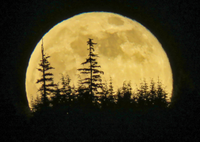 A full yellow moon rises over evergreen trees.