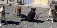 A picture of five dogs getting ready to go for a walk on a sunny day.