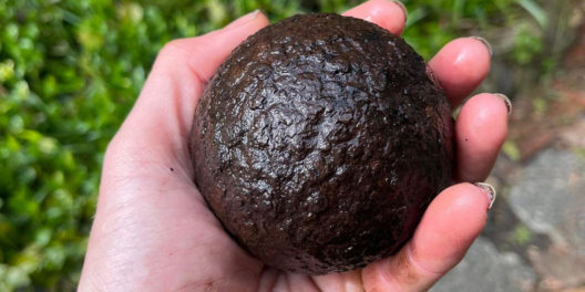 A closeup of a hand holding a dark-coloured ball.