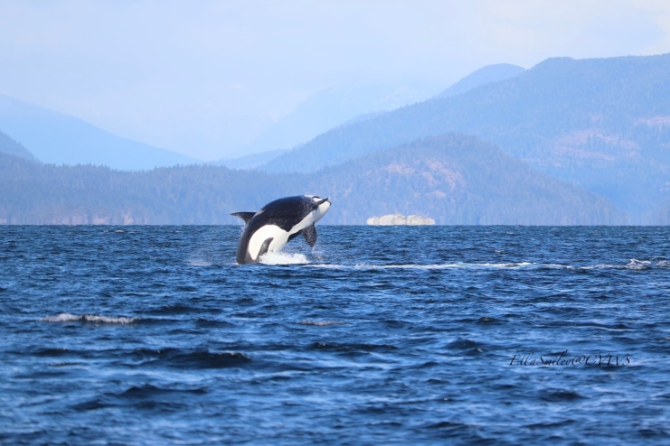 A T Pod Bigg's killer whale jumps out of the sea on a sunny day.