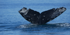 A close-up of Valiant the humpback's tail. Valiant has been in a few scraps with orcas, so their tail is full of scars.