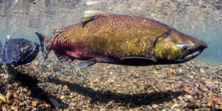 Two wild Chinook salmon swim in crystal clear water.