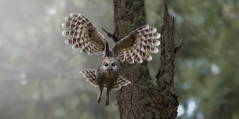 Barred Owl Hunting Conan Chee