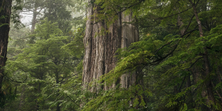 A huge cedar sits in green trees and shrubs. There are signs that a strip of bark was removed and the peeled spot is healing over.