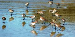 Migratory birds on the shoreline of Combers beach