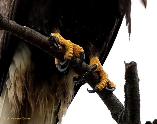 A close-up of eagle talons. They have four talons on each foot, with three that face backward and one that faces forward.