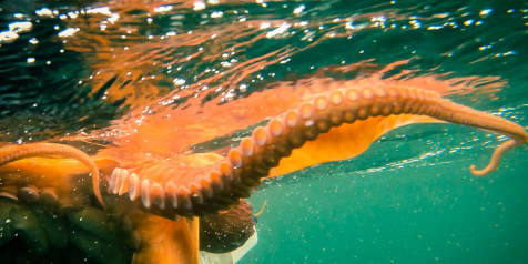 Pacific Octopus (feature)