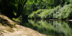 Lush green trees and shrubs hang over a creek on a sunny day.