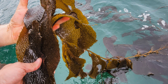 Hands lift healthy kelp out of teal blue water.