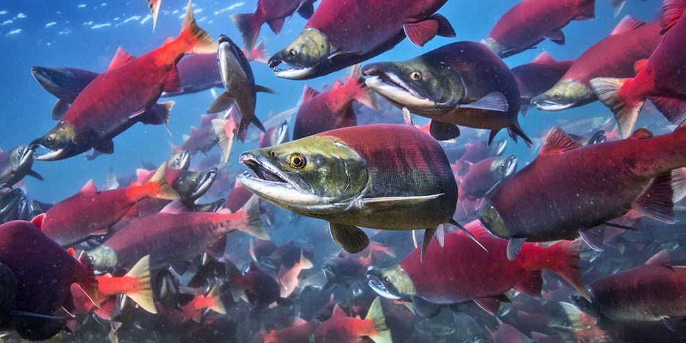 Bright red spawning Sockeye salmon swim in clear blue water.