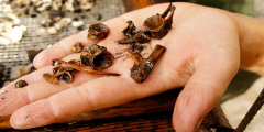 A closeup of a hand holding ancient fish bones from a 5,000 year old Indigenous fishery.