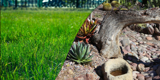 A green lawn on one side compared to a xeriscaped, drought-friendly yard on the other.