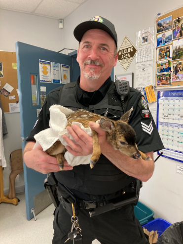 Sgt Stuart Bates holds Hazel the baby deer.