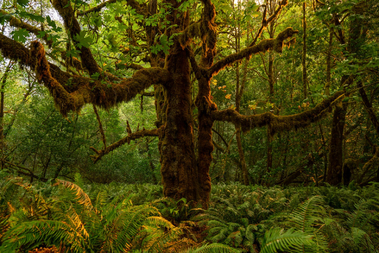 A bigleaf maple stands in a deep green forest.