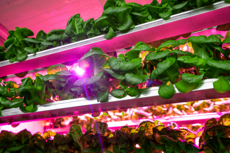 Leafy green vegetables grow on pink lit shelves.