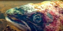 Corin Smith | Salmon Trout