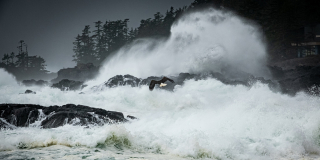 An eagle flies in front of giant waves as they crash on rocks.