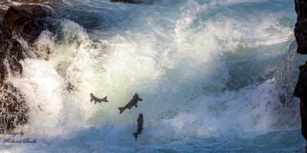 Salmon jumping up Stamp Falls.