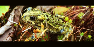 A western toad sits on a log in a wetland.