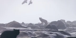 A bear cub stares at a sea wolf, who stares back.