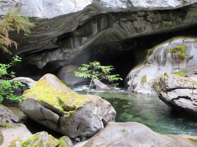 A tiny tree grows near Atluck Creek that's flowing out of an underground section of the Little Huson Caves.