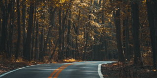 A picture of an emtpy two-lane road through tall trees.