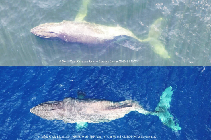 Moon the whale from above with the bend in her spine from a ship strike.