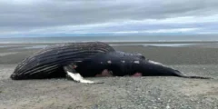 CBC/Josina Davis/Marine Education and Research Society