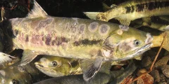 salmon disease