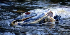 dead salmon