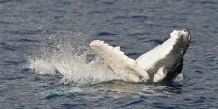 whale