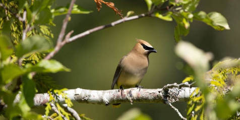Cedar waxwings getting wind blasted at the estuary today