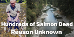 Joe Saysell in the Cowichan River Holding dead fry